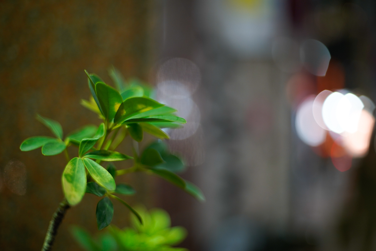 Super-Multi-Coated TAKUMAR 50mm F1.4